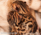 Bengal Kitten braun